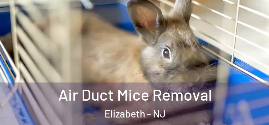 Air Duct Mice Removal Elizabeth - NJ